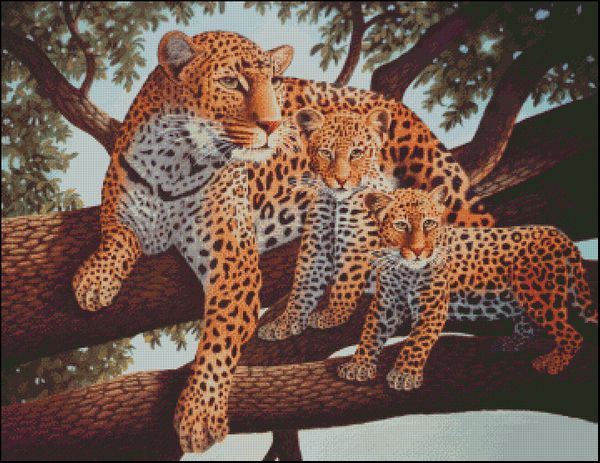 African Leopard and Cubs
